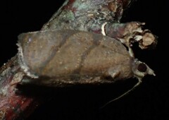 Argyrotaenia juglandana