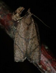 Argyrotaenia juglandana