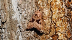 Phlogophora periculosa