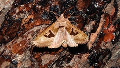 Phlogophora periculosa