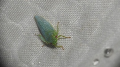 Rugosana querci