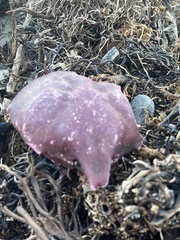 Taliepus nuttallii