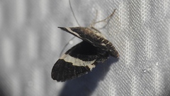 Trichodezia albovittata