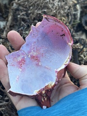 Taliepus nuttallii