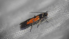 Chrysoclista linneella