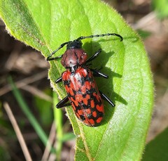 Poecilopeplus haemopterus