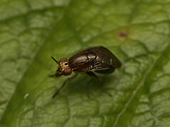 Steganopsis melanogaster