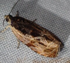 Olethreutes nigranum