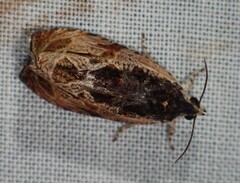 Olethreutes nigranum