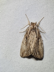 Ecnomodes sagittaria