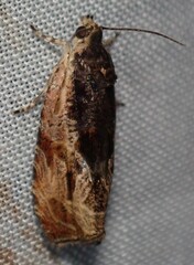 Olethreutes nigranum