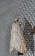 Haimbachia squamulellus