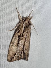 Ecnomodes sagittaria