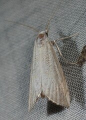 Haimbachia squamulellus