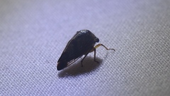 Telamonini