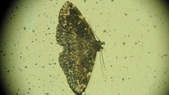 Idia scobialis