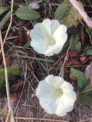 Calystegia
