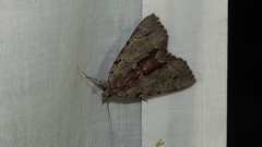 Catocala grynea
