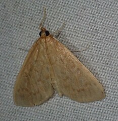 Framinghamia helvalis