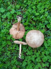 Volvopluteus gloiocephalus
