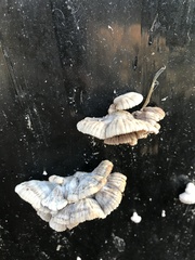 Schizophyllum commune