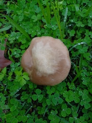 Volvopluteus gloiocephalus