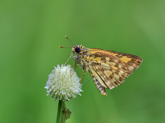 Ampittia dioscorides