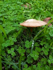 Volvopluteus gloiocephalus