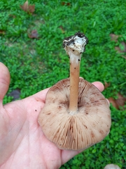 Volvopluteus gloiocephalus