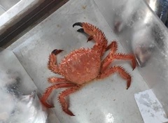 Hypothalassia armata