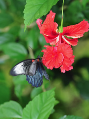 Papilio memnon agenor