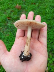 Volvopluteus gloiocephalus
