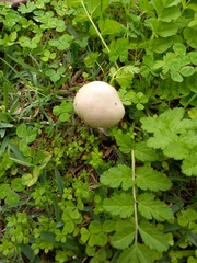 Volvopluteus gloiocephalus