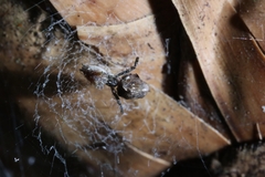 Chinophrys