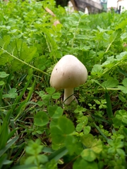 Volvopluteus gloiocephalus
