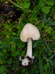 Volvopluteus gloiocephalus
