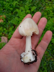 Volvopluteus gloiocephalus