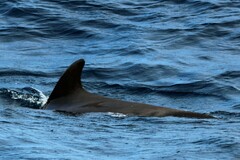 Globicephala macrorhynchus