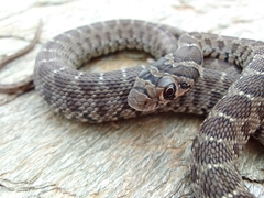 Hemorrhois hippocrepis