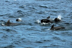 Globicephala macrorhynchus