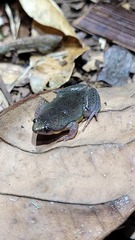 Elachistocleis bicolor