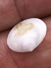Tellinoidea