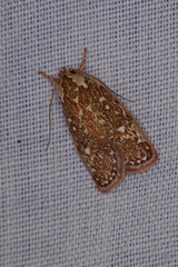 Euchaetis metallota