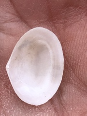Tellinoidea
