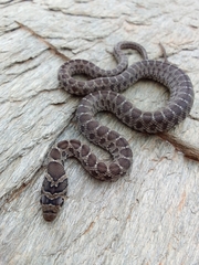 Hemorrhois hippocrepis