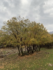 Quercus brantii