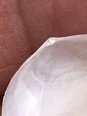 Tellinoidea