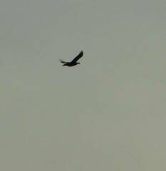 Corvus corax