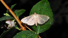 Herpetogramma aquilonalis