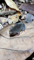 Elachistocleis bicolor